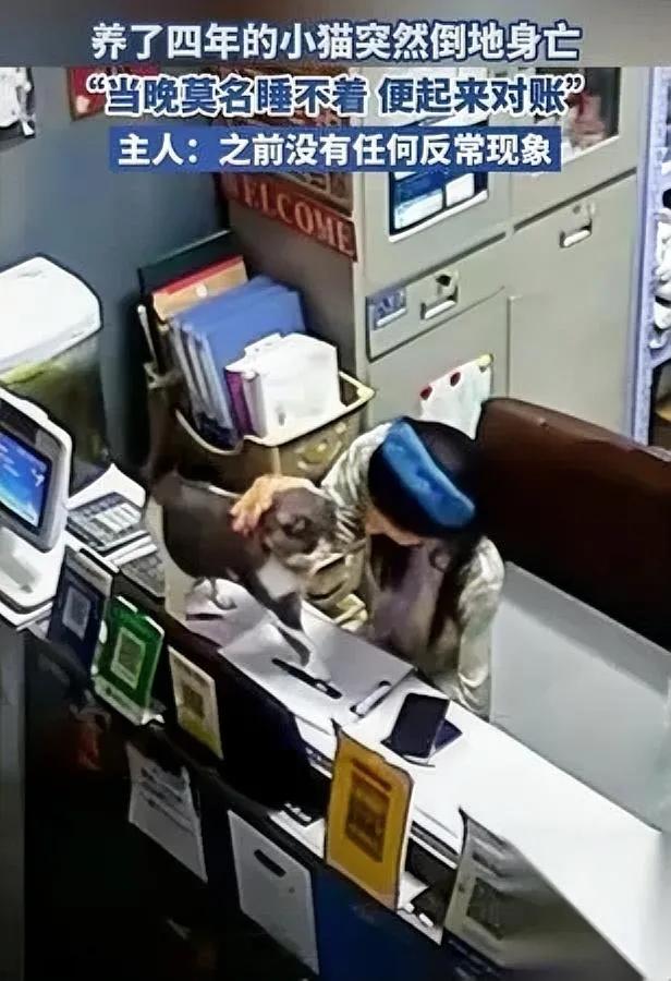 刚才刷到条视频直接戳心了一只快不行的猫咪，拼着最后力气蹭主人的手平时