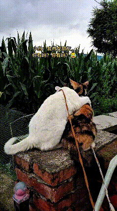 哎呀！刷到这俩猫可给我笑坏了！你看这小白猫，搂着花猫又是蹭又是舔的，腻歪得不行，