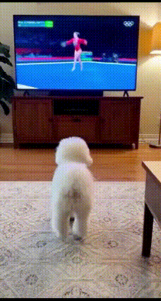 狗狗看体操比赛当场“参赛”狗狗正看电视里体操运动员比赛，看得入迷到不行，下
