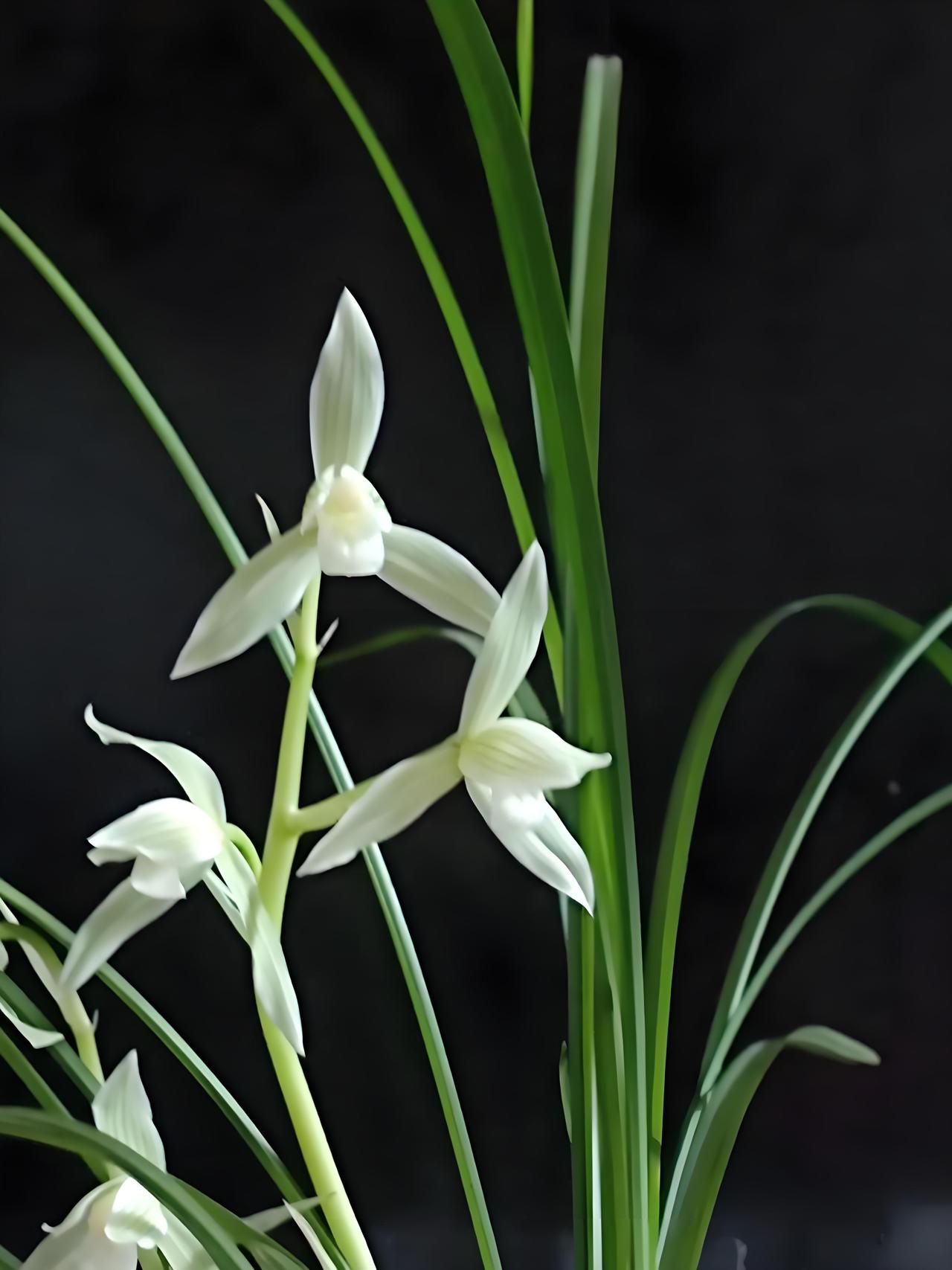 野生兰花资源是自然生态的重要组成部分，保护它们对维护生态平衡意义重大。前些年，乱