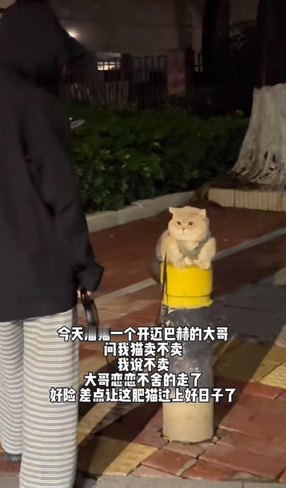 猫：我差点过上好日子了​​​