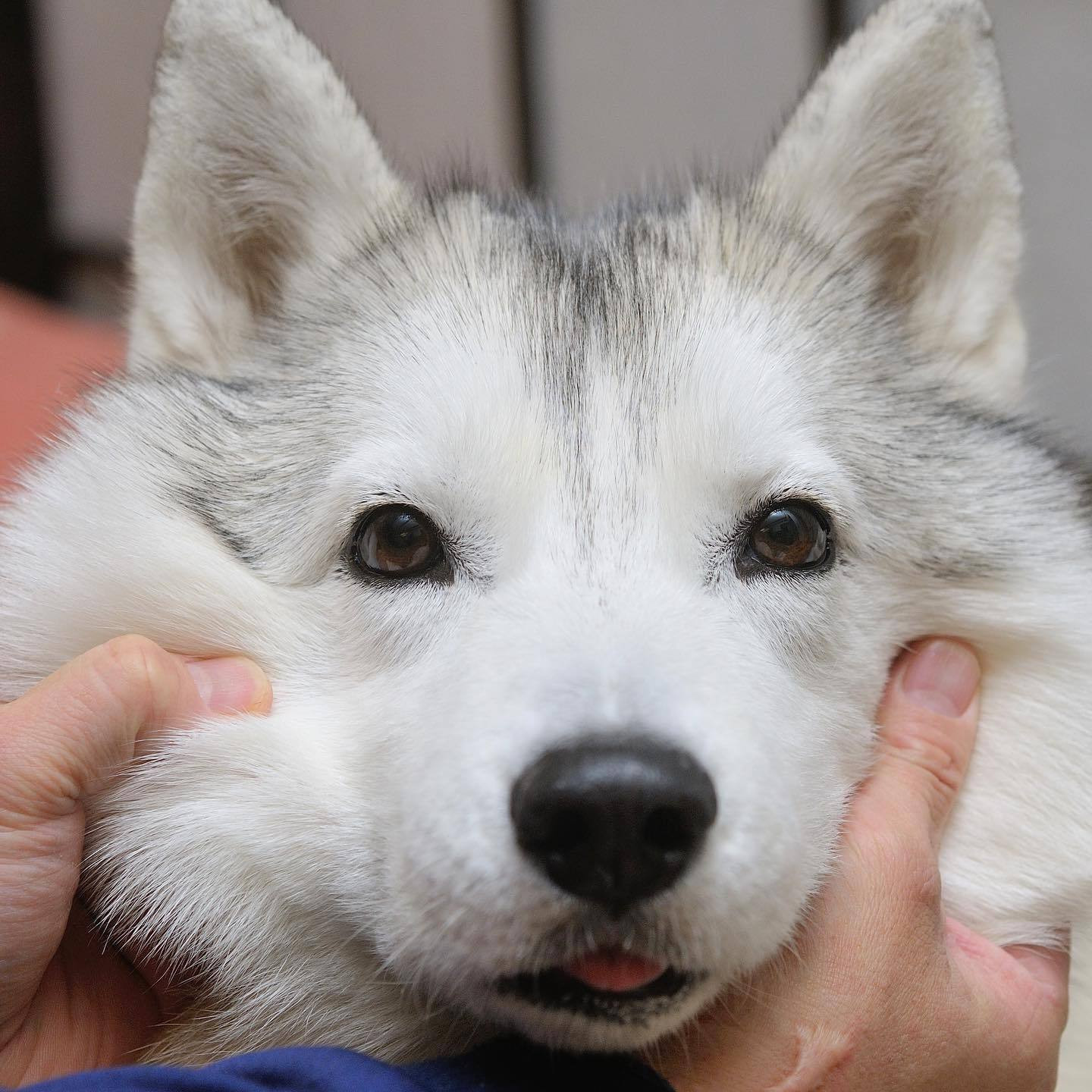 捏捏小狗头，明天不用愁