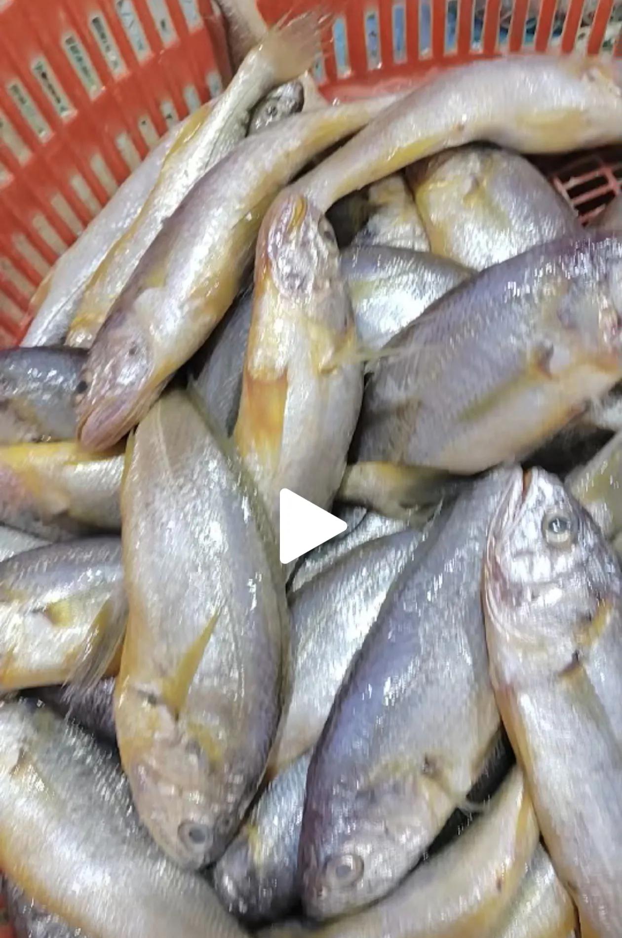 这是纯野生的渤海湾小黄鱼，很新鲜，二两以上的38至45一斤，价格偏贵，但味道很正