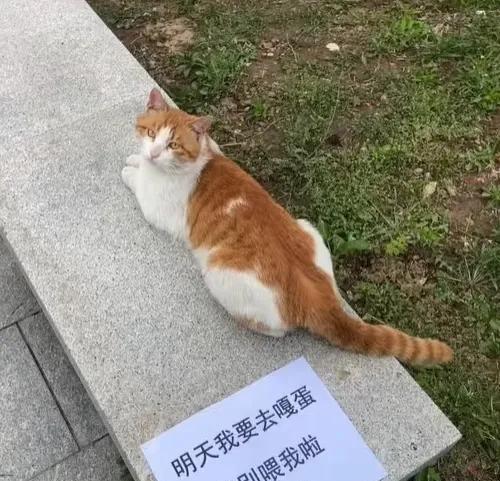 小猫也是吃了没文化的亏但凡认识字也不会老老实实的趴在这