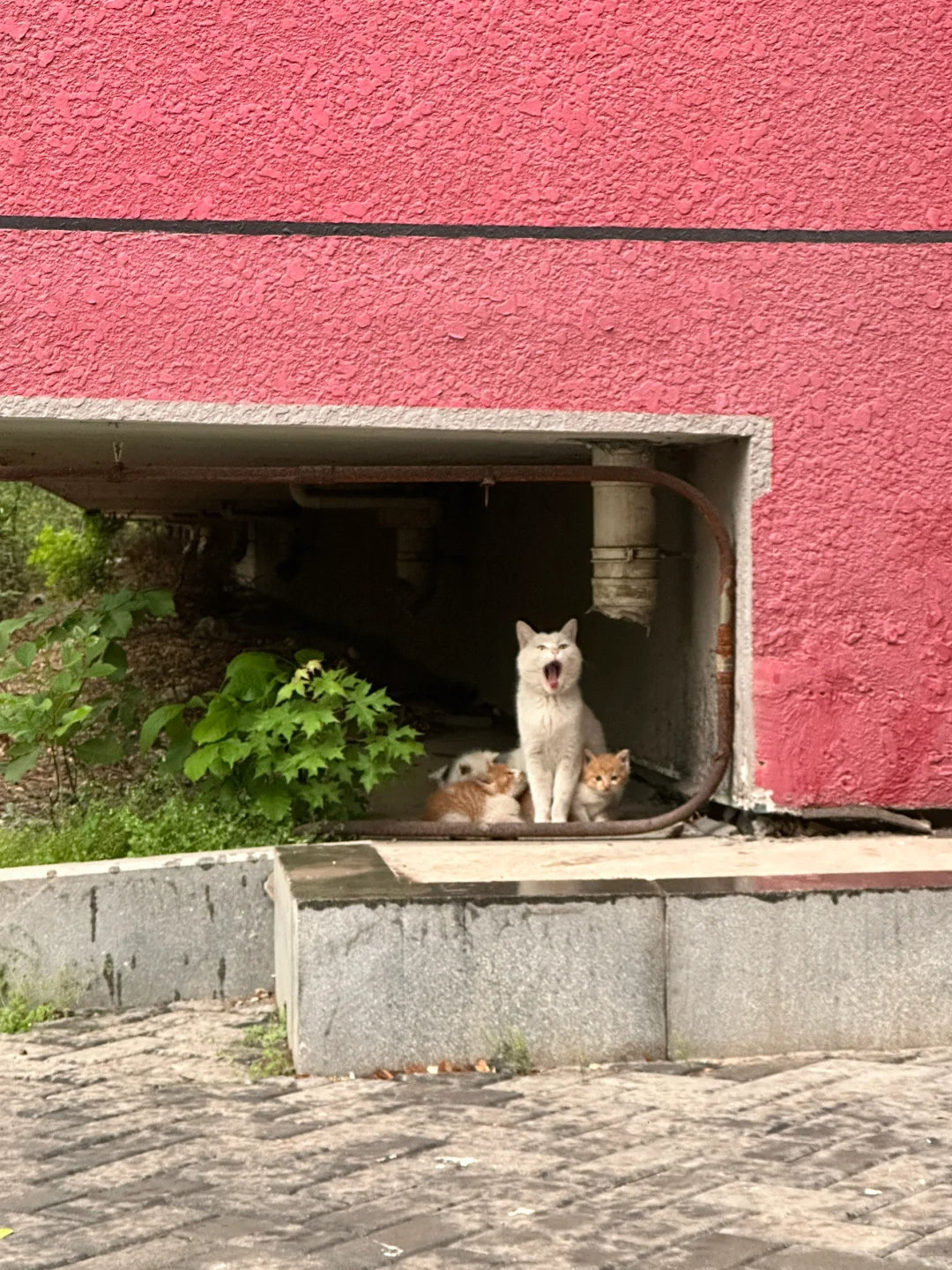 带宝宝躲雨的猫猫​​​