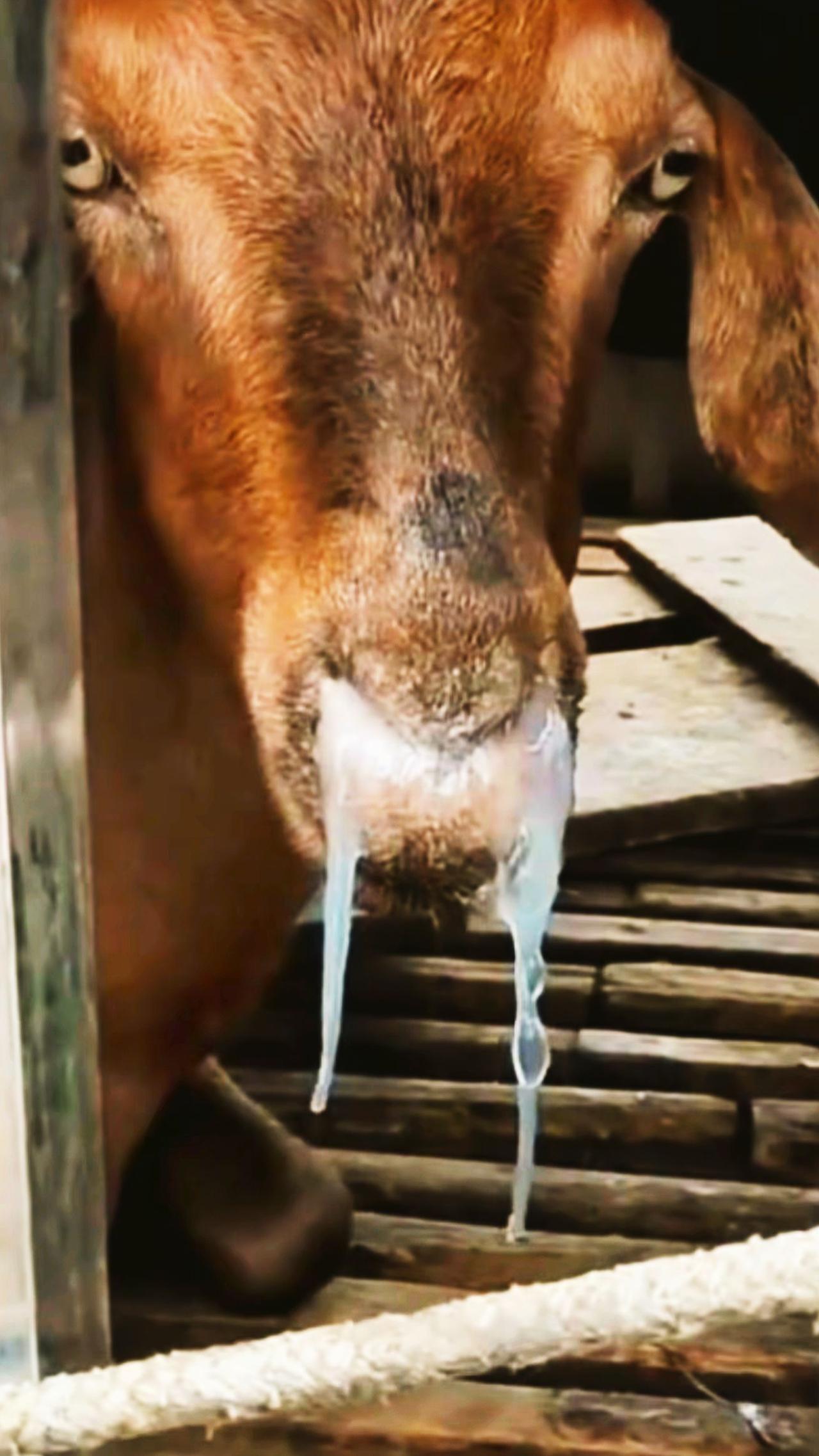 养羊人养羊技术农村养羊牛羊感冒流鼻涕