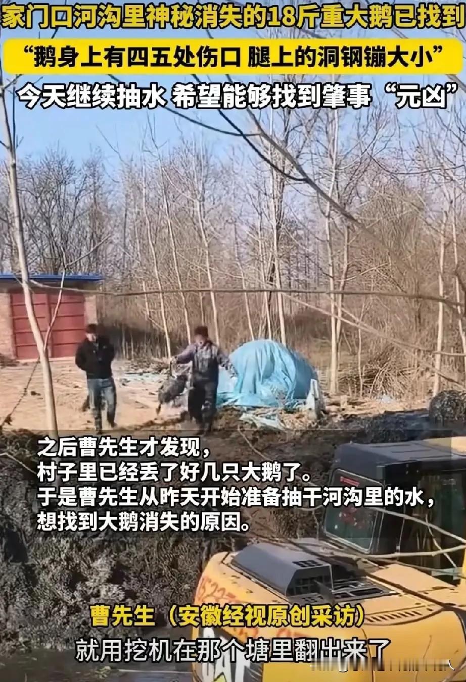 河南信阳曹先生家那只神秘失踪的大鹅，总算有了下落，可看着大鹅身上的伤痕，大伙儿还