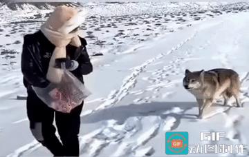 刷到个视频，一位大嫂拎着刚买的猪肉回家，路边突然蹿出一只灰狼，叼走两块带骨肉就蹲