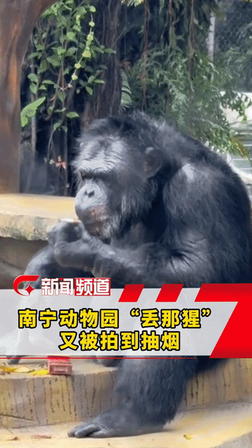笑不活了！广西南宁动物园，有网友拍到，一只成年网红黑猩猩悠哉悠哉地坐在石头上，用