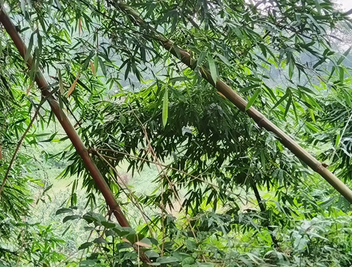 你们发现没有？如果在一个家庭里面，爸妈都特别抠门。吃穿用度都精打细算。恨不得把