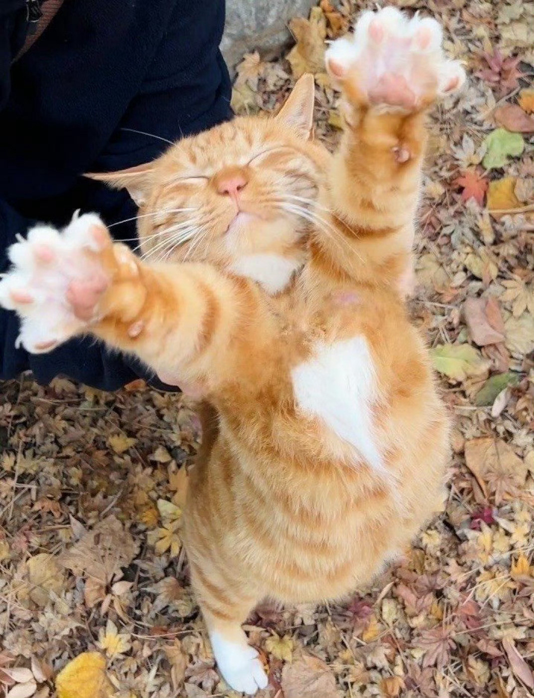 会撒娇的猫​​​