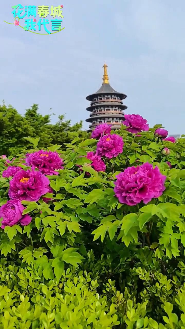 河南洛阳天堂下牡丹花开。花满春城。朋友们，我们在第一时间到达了河南洛阳的明堂