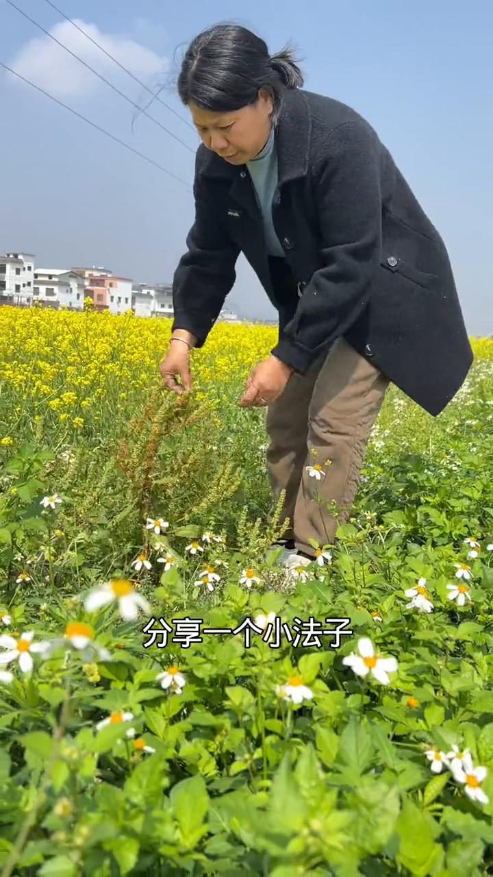 注意了、千万别小瞧这种不起眼的植物，它就是野菠菜。在南方路边田埂上很常见，它叶大