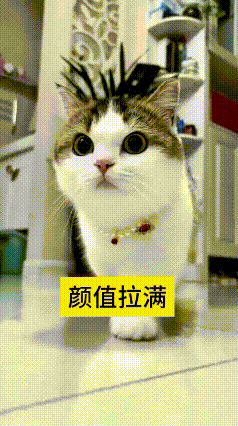 看到这个视频，我真是被这只猫咪给萌化了！主人一喊“咪咪”，这小家伙立马从屋里走出