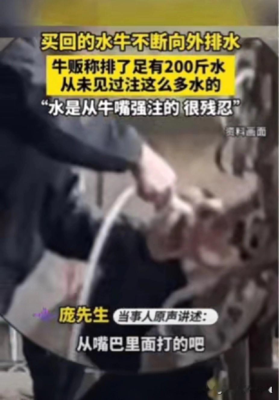 太残忍了。广西钦州，庞先生买了一头牛，回家以后这头牛就开始不断的排水，原本圆圆鼓