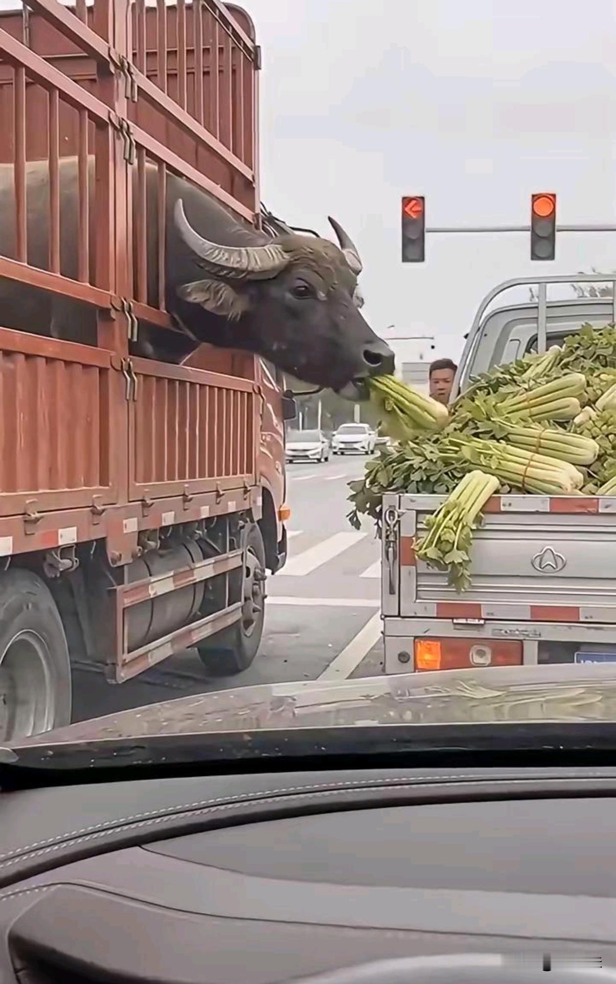 你的主食正在攻击你的配菜，提前腌入味