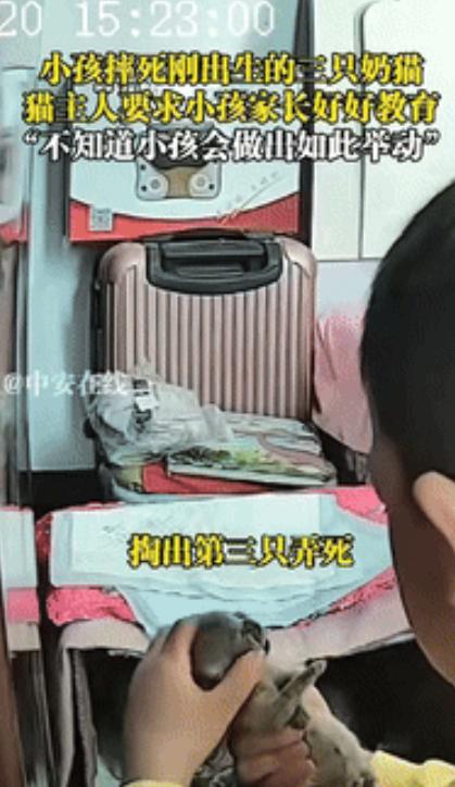 小孩儿怎么能这么坏！河北，一女子家里刚添了三只毛茸茸的小奶猫，外甥主动要来看看，