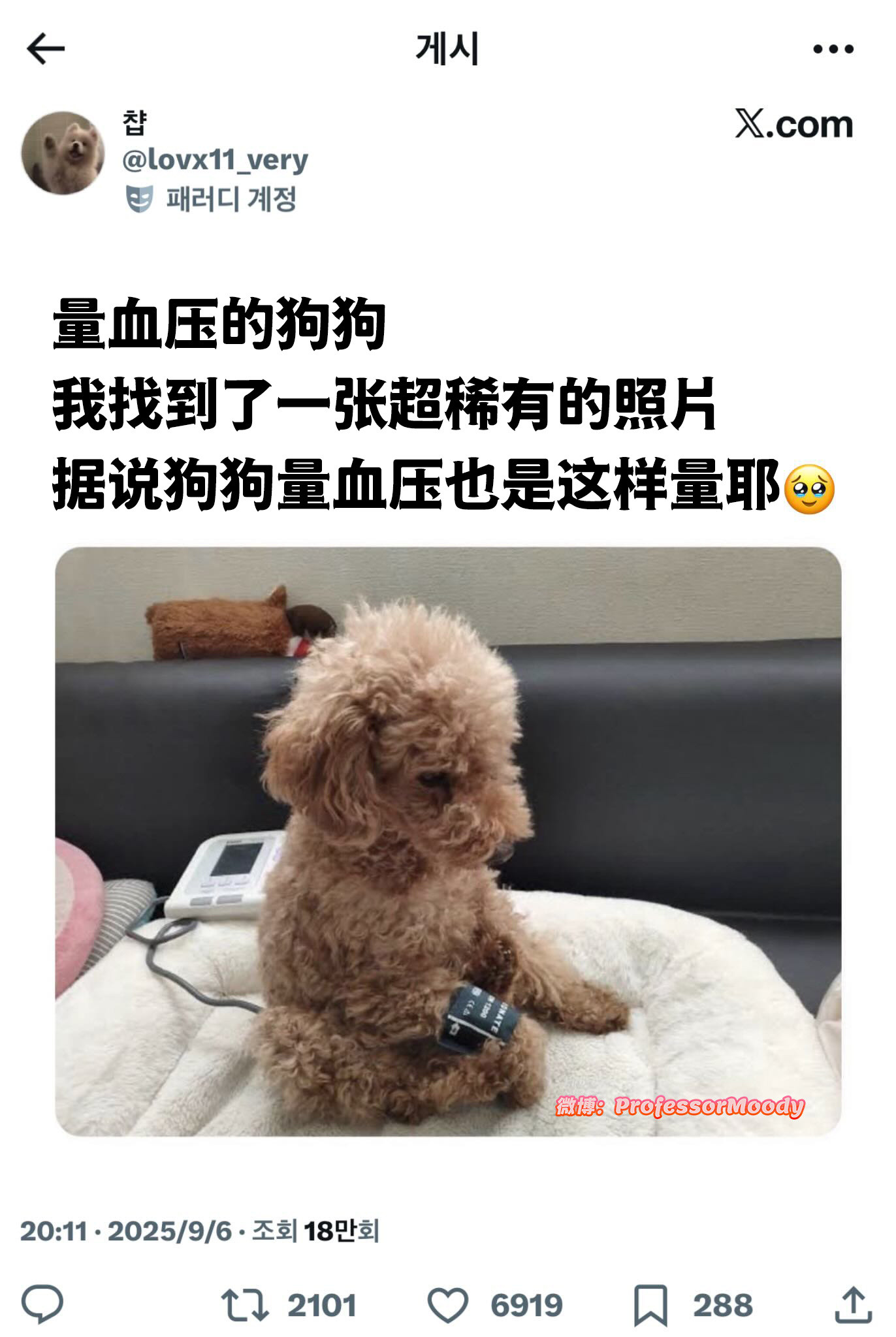 量血压的狗狗meme​​​