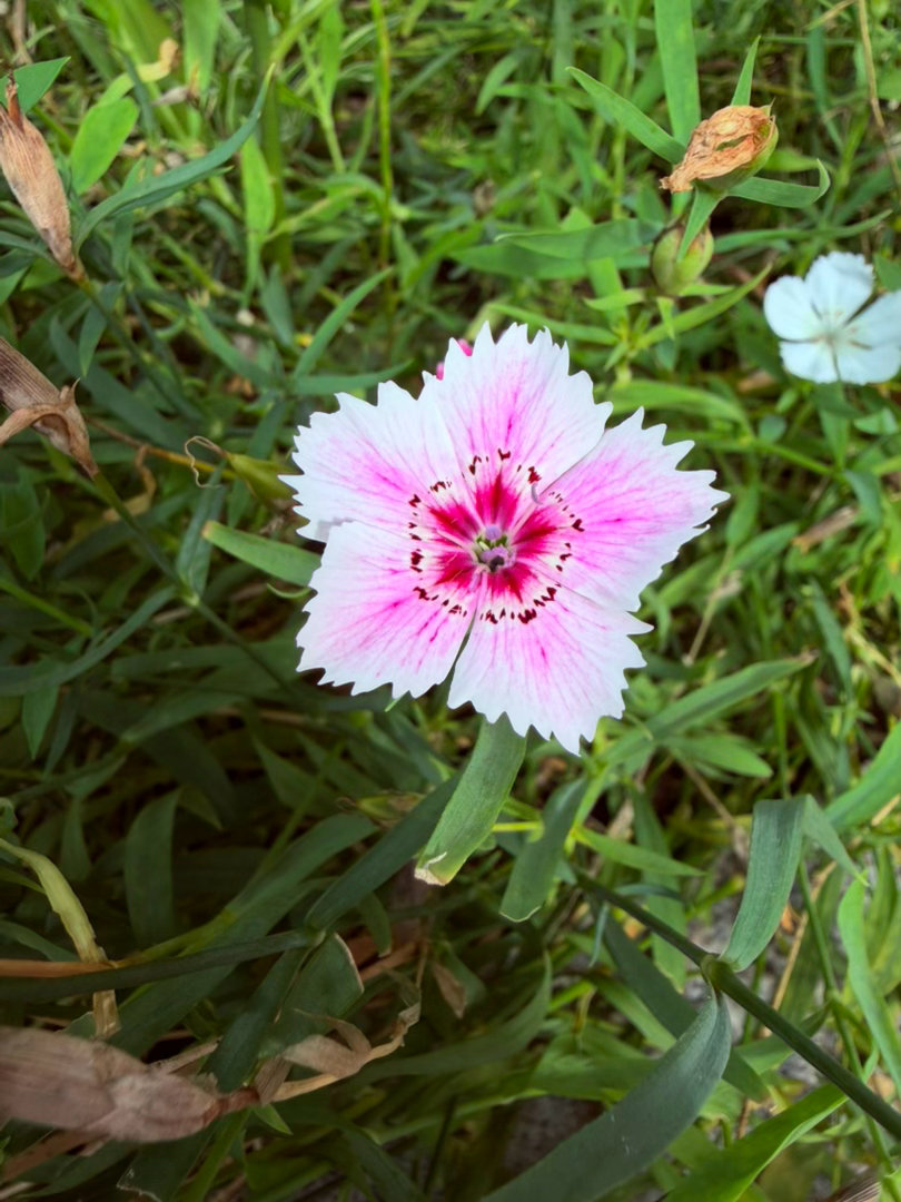 生活手记记录真实生活摄影摄影摄影石竹花开，揽一缕山野温柔漫步街边小径，一簇簇石