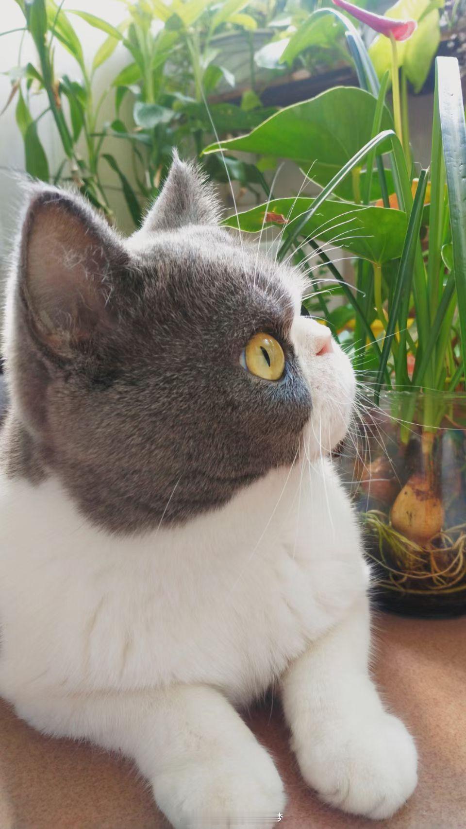 小猫弄丢最爱毛球主人给买几百个这下好了我家猫猫知道了非让我给它买毛球