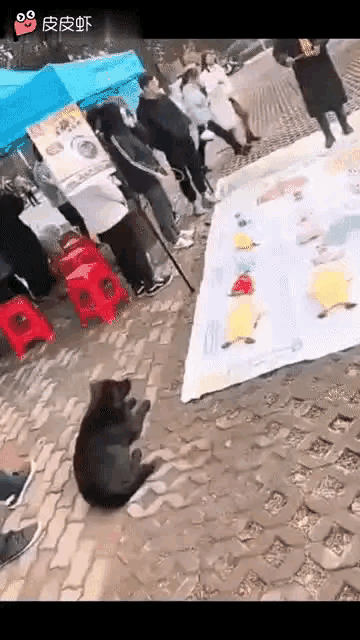 看这情况，这是蓄谋已久的，是不是家里缺个看大门的[思考]