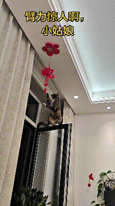 乖乖嘞，你瞅瞅这只小狸花猫，可真是太执着了！一眼瞅见房顶上挂的红色喜字穗穗，心里