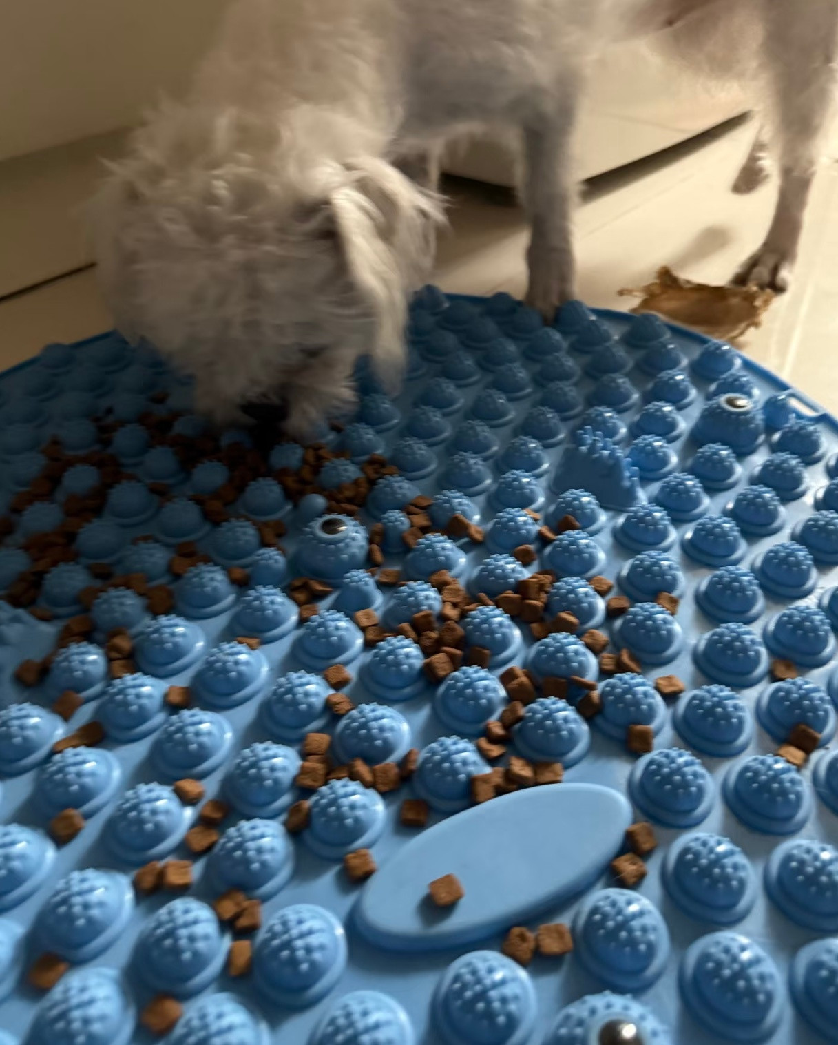 健身人0成本的小狗慢食碗[doge]​​​