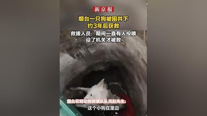 2026年3月2日，山东烟台一只狗被困井下约三年后终于获救。期间，附近店员和环卫