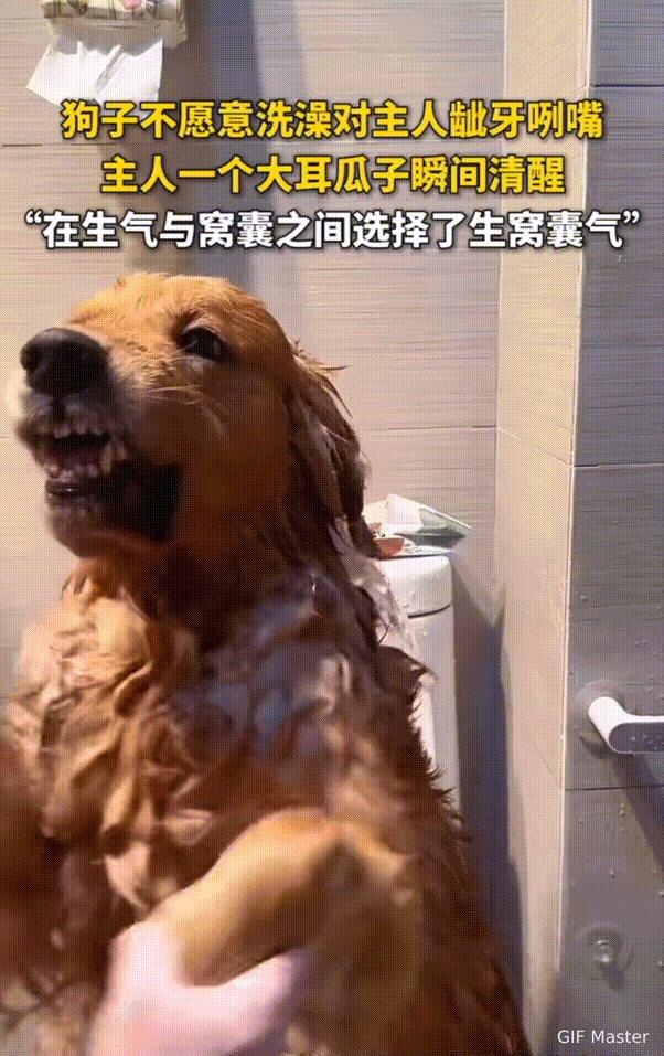 笑不活了！天津，狗子出门弄了一身泥，主人给它洗澡，它是非常的不乐意，一直冲着主人