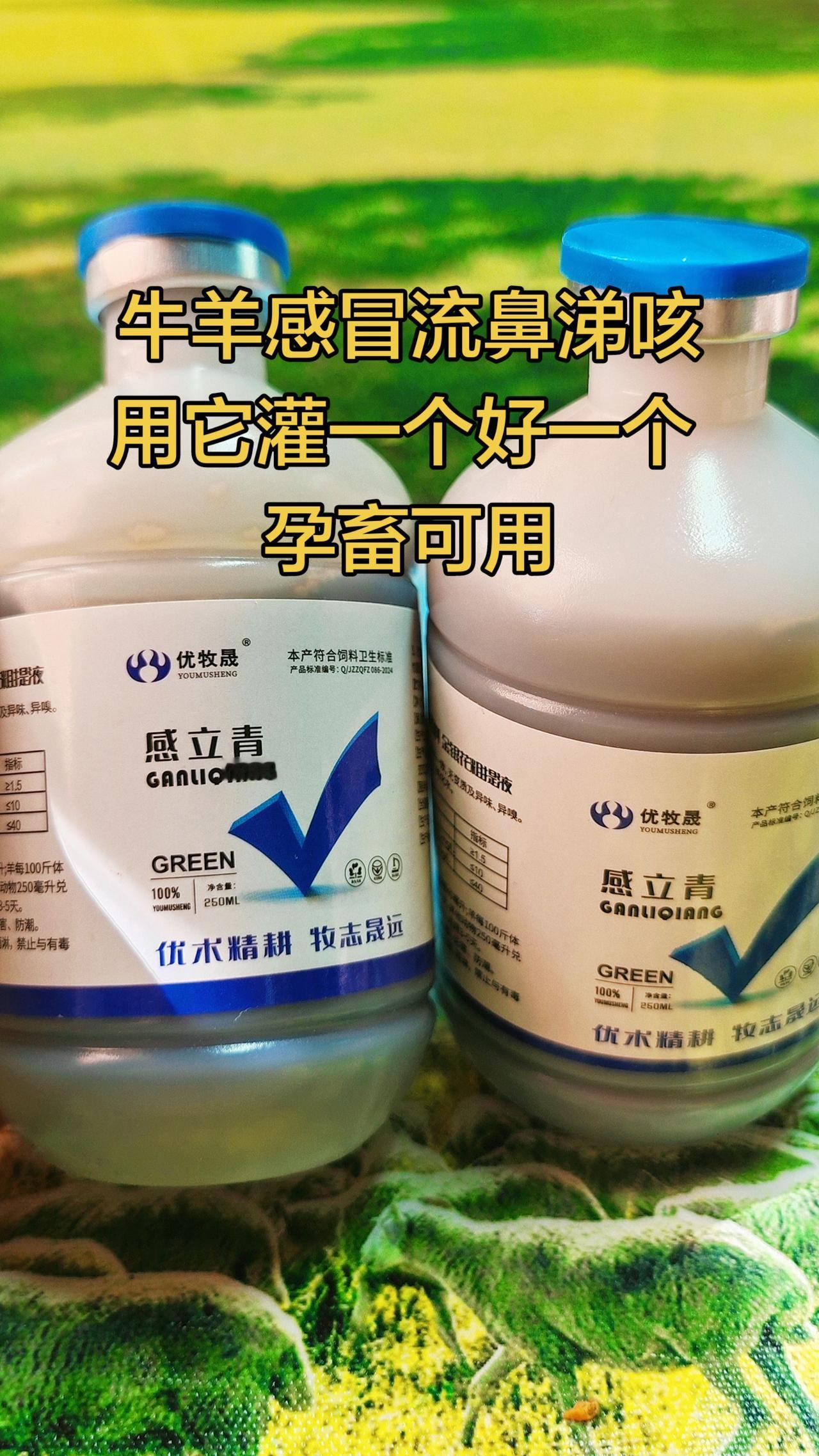 养羊人农村养羊牛羊感冒流鼻涕牛羊养殖