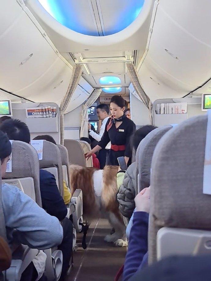 今天刷到这组图，我直接看傻了！飞机客舱的过道里，居然站着一只体型超大的阿拉斯加