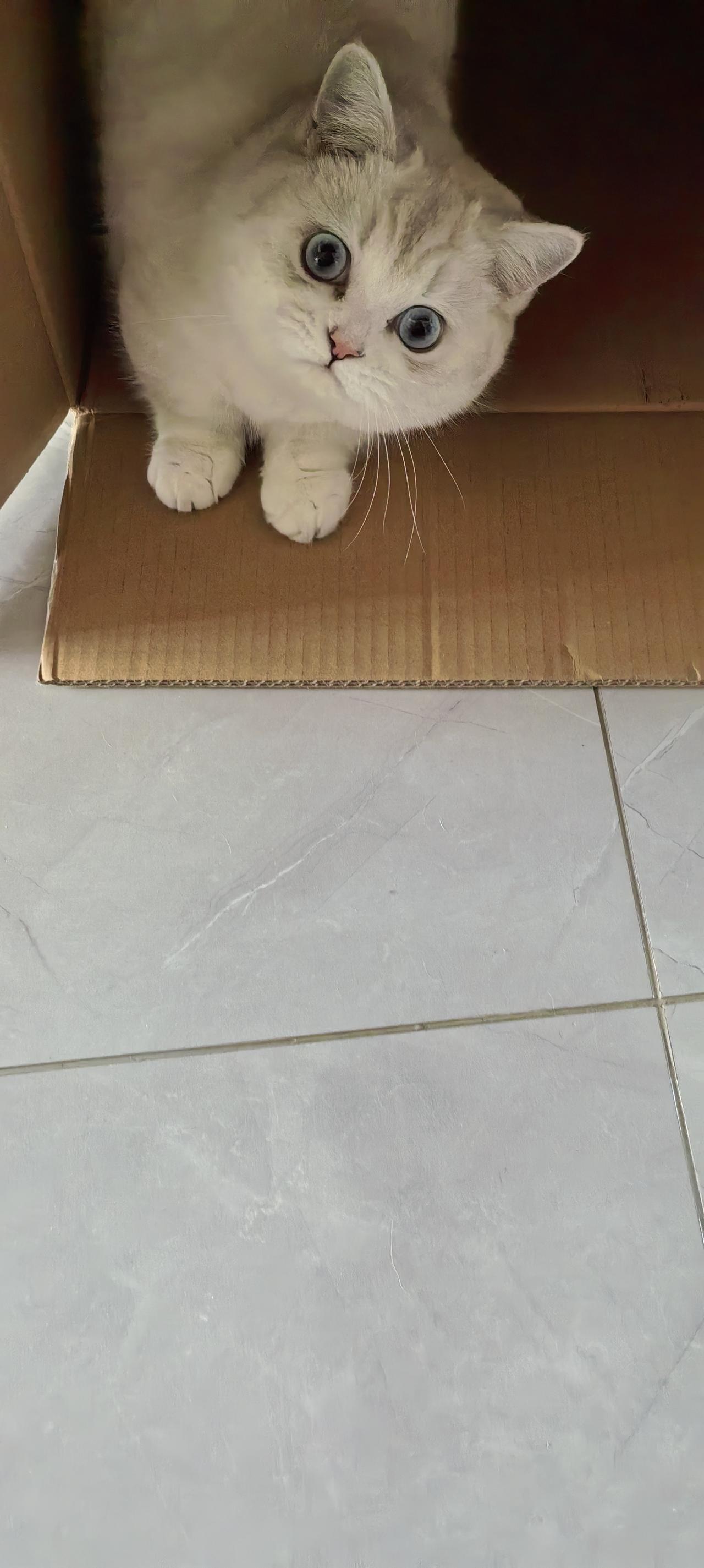 白天就各种姿势的睡，到了清晨，就生龙活虎，能飞跑到窗帘上，再跳下来，每天都要表演