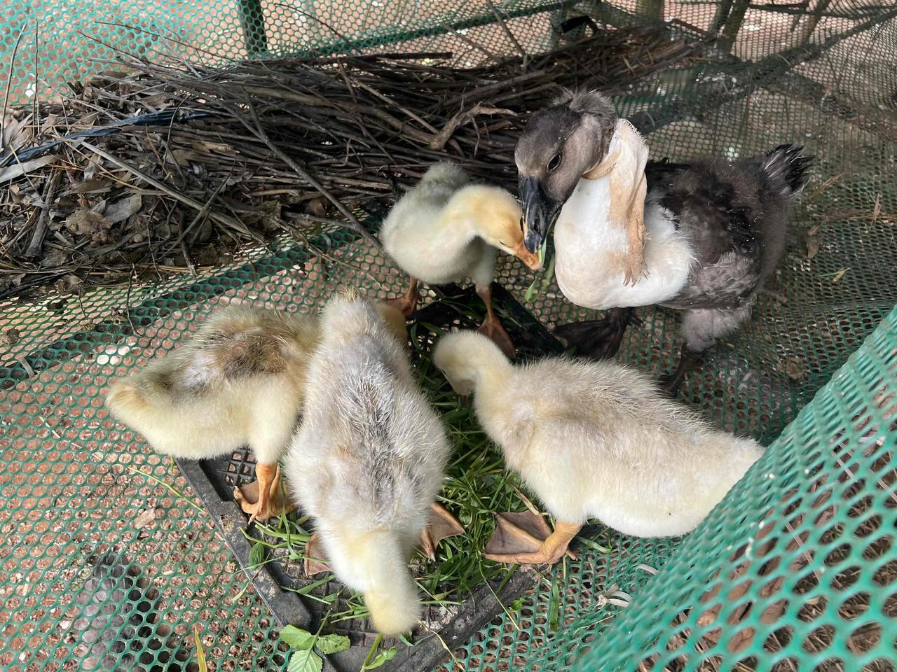 养3只白狮头鹅，2只银的狮头鹅，1只粉狮头鹅。我上湛江几天，这些已经脱温，交给