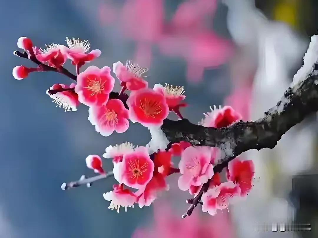 梅雪相依，岁月静好。梅花欢喜漫天雪，飘飘洒洒迎春来。