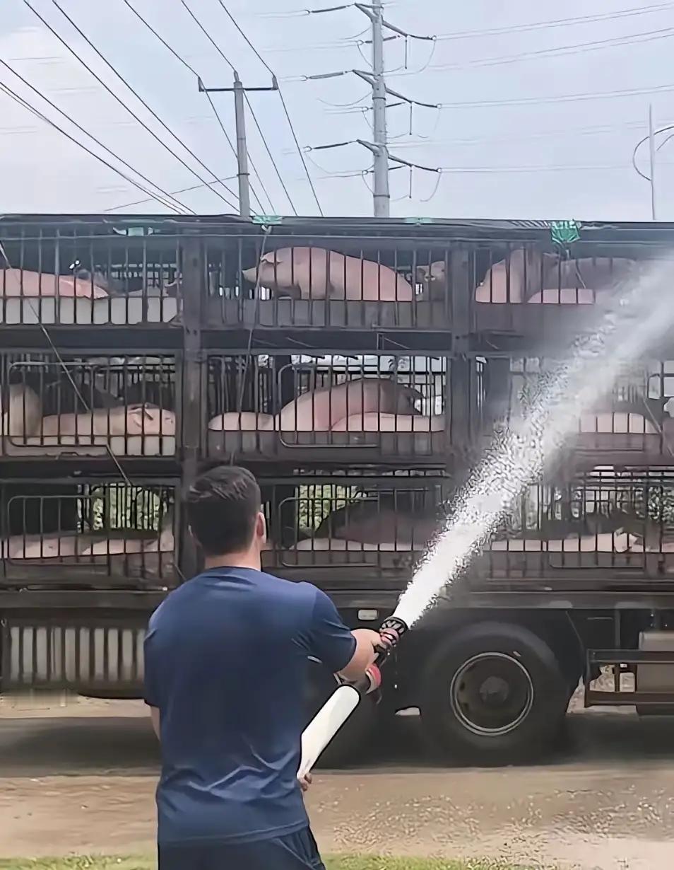 消防站门口，100多头猪集体中暑，司机哭喊救命！接下来一幕绝了……你敢信吗？