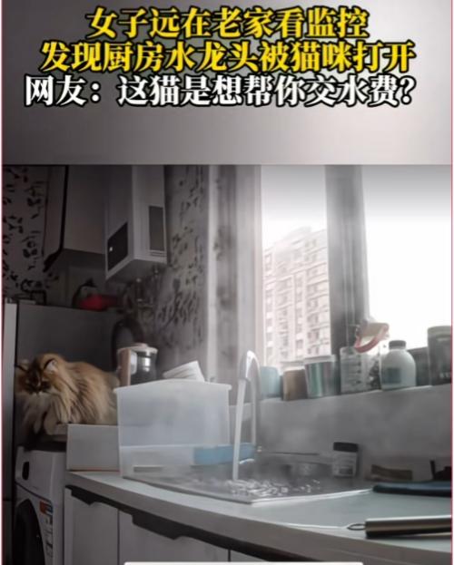 就问你意不意外，惊不惊喜！一女子回老家，通过监控发现厨房水龙头被猫咪打开。水