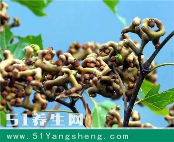 农村不起眼的小野果, 每斤卖20元, 喝酒时嚼上几个可“千杯不醉