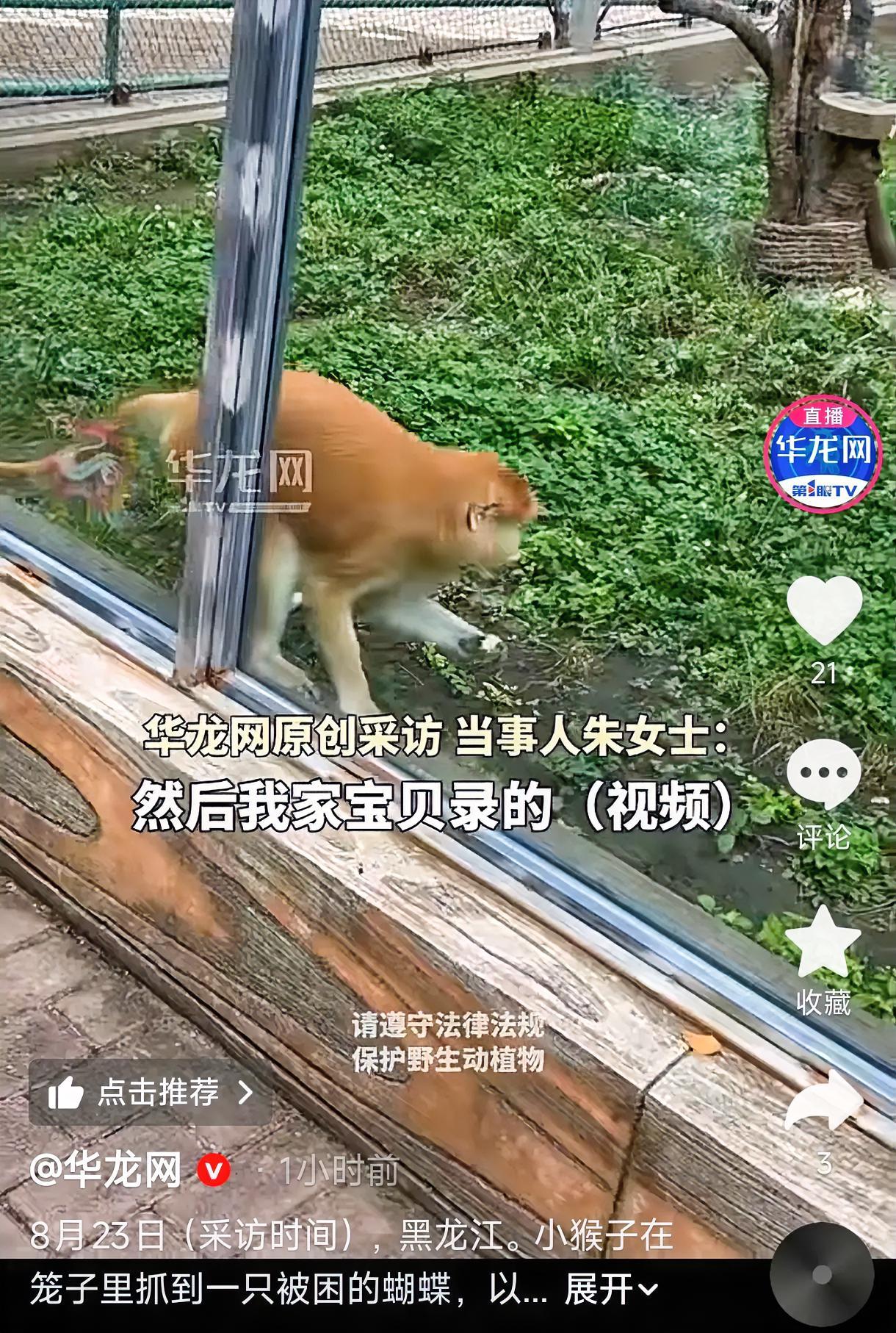 破防！黑龙江，一女子带孩子逛动物园，孩子拿着手机到处拍，无意间录下了一段画面——
