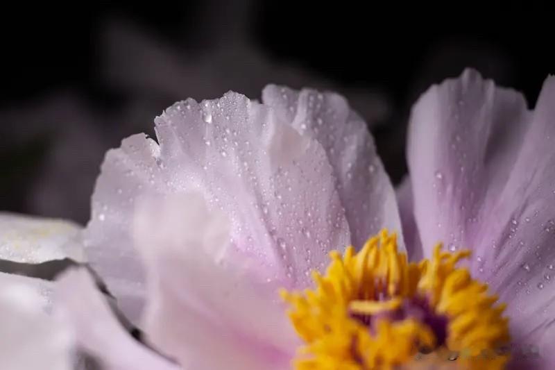 小时听过的一则故事是，女皇一怒，牡丹贬洛阳这个传说的雏形最早见于北宋《事物纪