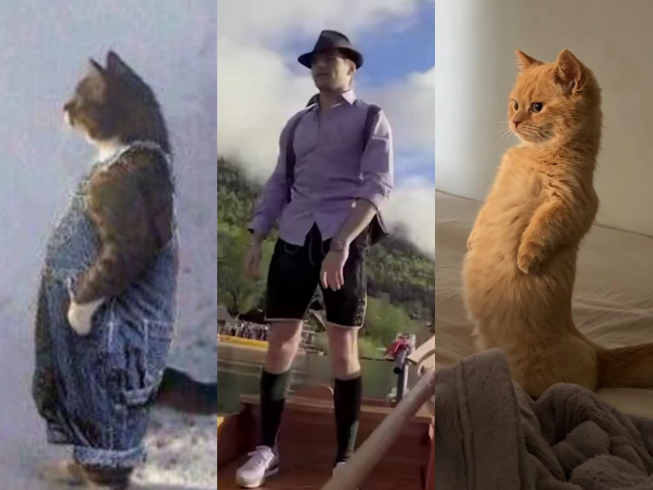 【🦁】请找出不属于猫猫的部分