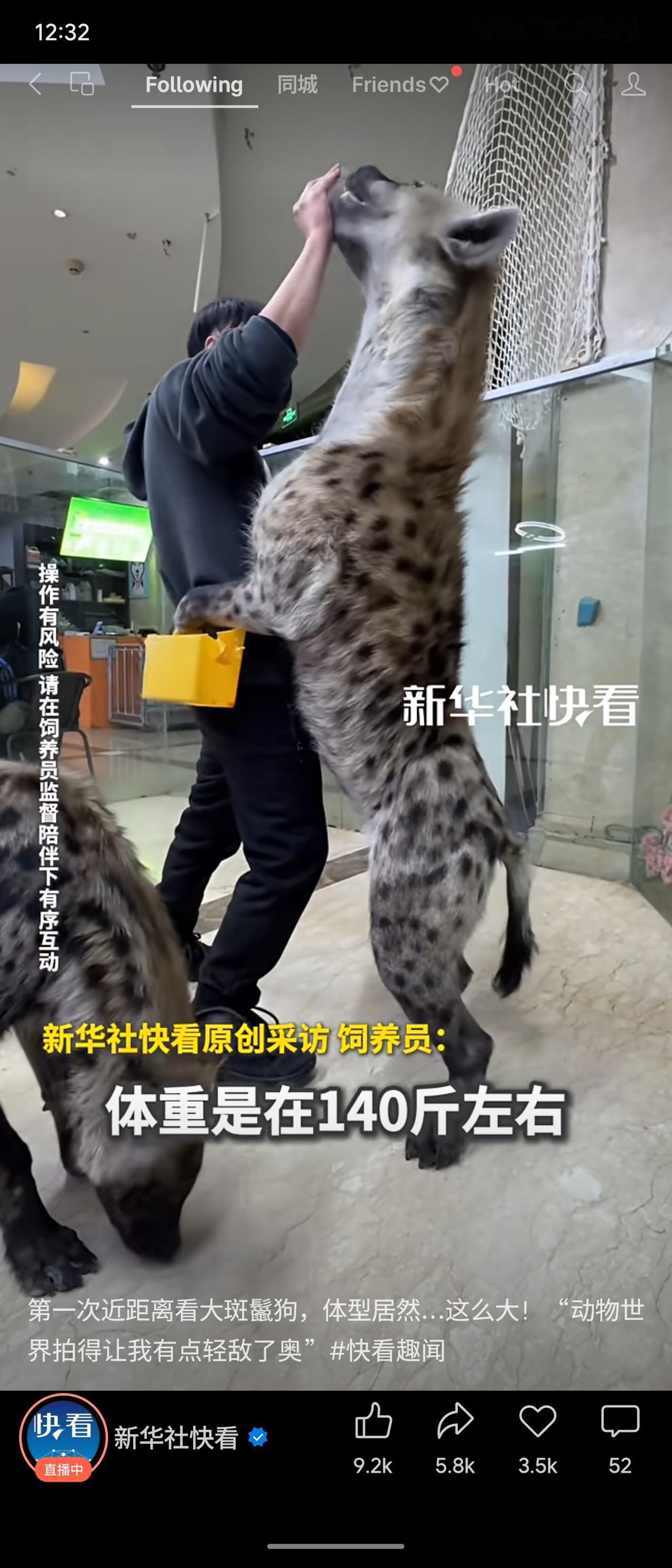 新华社近距离展示大斑鬣狗，体重约140斤，体型远超《动物世界》给人的印象。网友直
