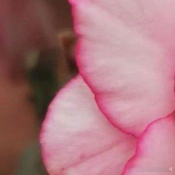 种植🥀沙漠玫瑰的养护方法1.光照：沙漠玫瑰喜欢充足的阳光，应该放置在能够接受