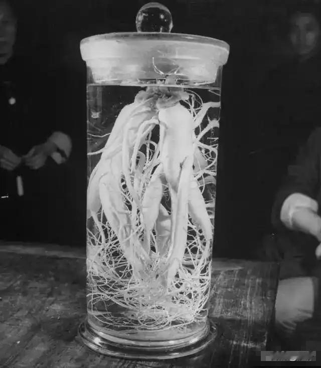 民国时期的人参比黄金贵的多《银元时代生活史》的作者陈存仁这么写：每天进服药物，