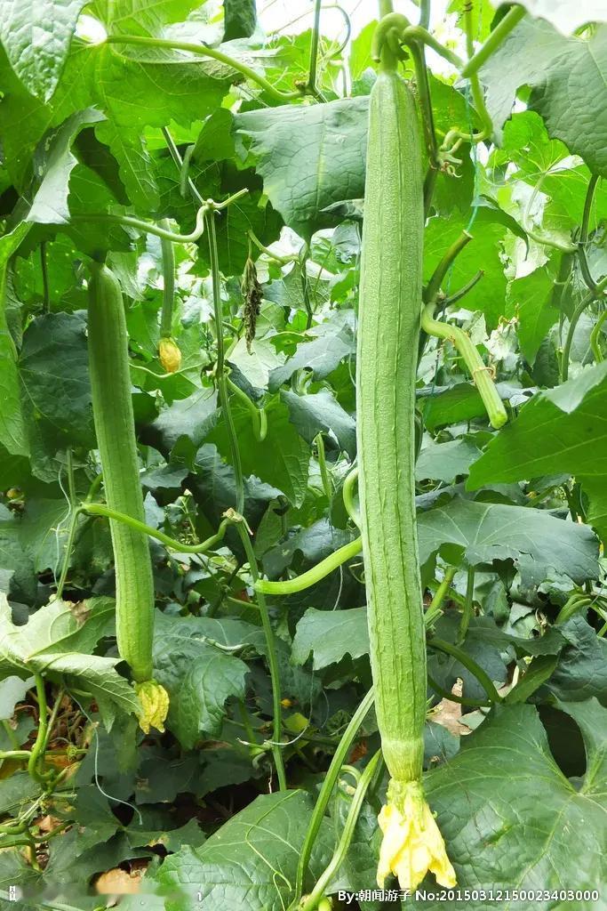 老一辈蔬菜种植经验之谈《丝瓜种植口诀》丝瓜小苗怕霜染，立夏播种都不晚。丝