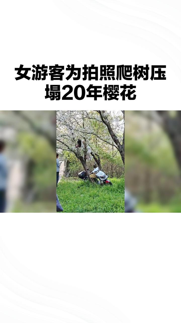 为拍照爬树竟压塌20年樱花，文明游园底线何在？4月6日下午，上海顾村公园外环林