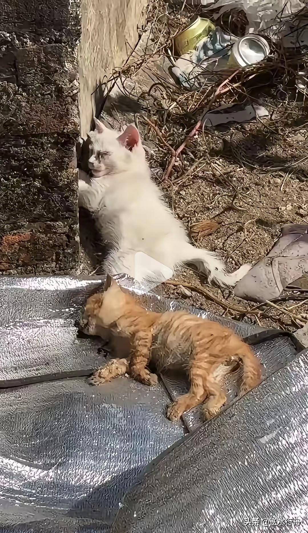 两只流浪猫无缘无故被人下毒害了。早上又去喂猫的时候发现这两只小猫倒在了地上，一看