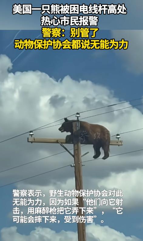 四大名著害人不浅啊，都醒醒吧，真实的美国那是连爬上电杆的熊都不救，更何况电线上的