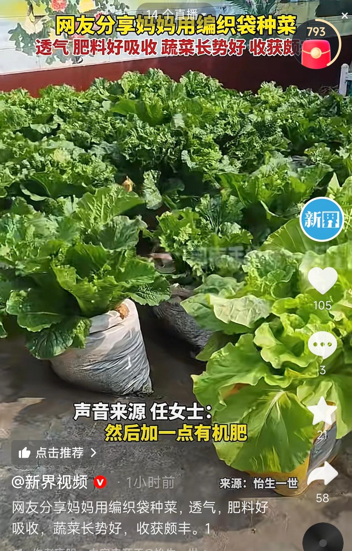 人怎么这么聪明！河北保定，一女子的妈妈想要在院子里种些白菜，但院子里都是水泥地面