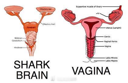 鲨鱼的大脑看起来与女性生殖系统的内部解剖结构惊人相似