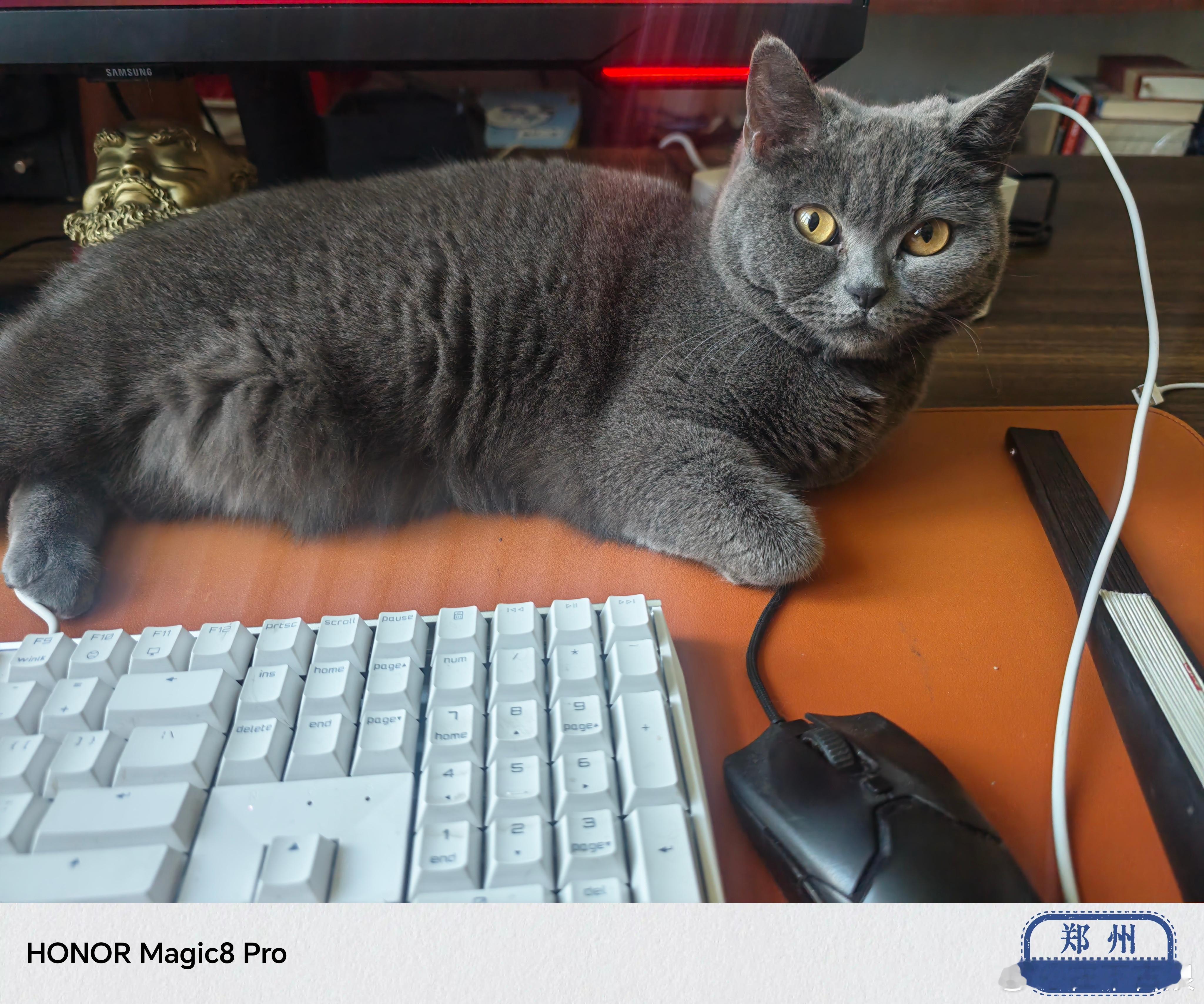 刚开盘，没让它进来，一个劲地挠门……